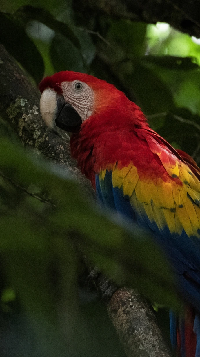 A scarlet macaw photographed among the dense tropical foliage of the Carara rainforest near Herradura, Costa Rica.
