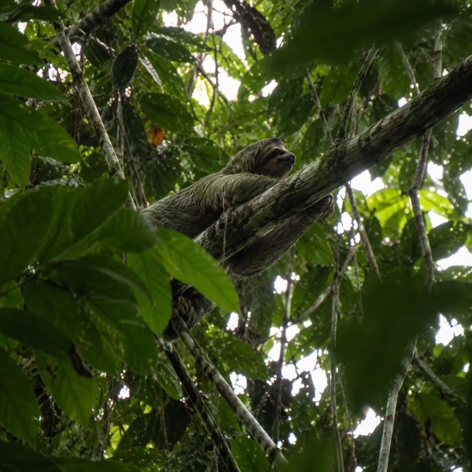 Un perezoso de tres dedos de garganta marrón descansa alto entre las ramas del bosque lluvioso en el Parque Nacional Manuel Antonio, Costa Rica.